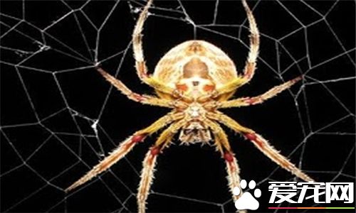 怎么养蜘蛛 饲养宠物蜘蛛最好单独饲养