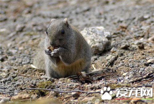 黄山松鼠多少钱一只 黄山松鼠在二三百左右