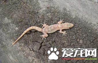 冬天怎样养蜥蜴 不要过分的勉强蜥蜴进食