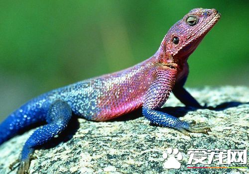 世界上最毒的蜥蜴 世界上最毒的是毒蜥蜥蜴