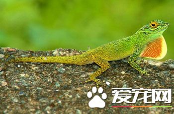 变色蜥蜴多少钱一只 一般二三百到两千不等