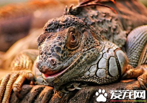 蜥蜴的天敌是什么 哺乳动物全都猎食蜥蜴