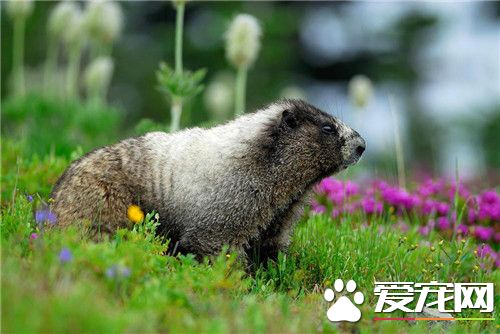 土拨鼠哪里有卖 宠物专卖店均可以买到