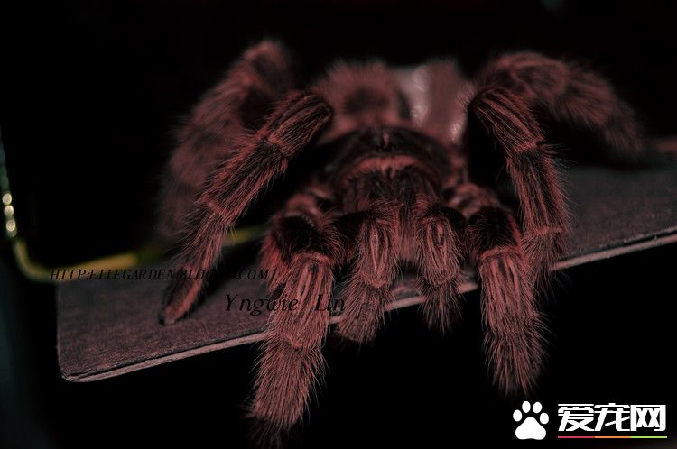 火玫瑰蜘蛛多少钱 幼体至少在50元左右