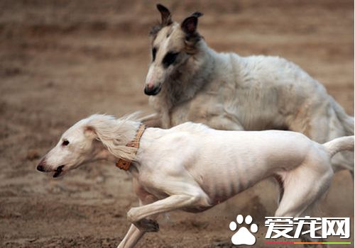 萨路基犬的价格 从几千块到一万多不等