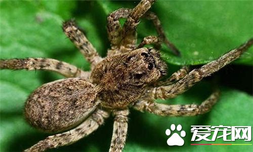 如何饲养蜘蛛 要模拟出自然的生态条件