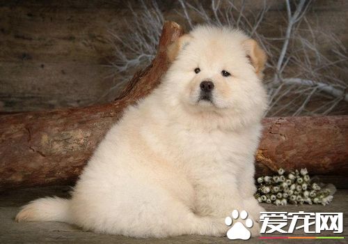 松狮犬如何训练 需要根据松狮犬的个性进行训练