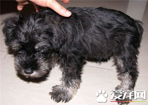 迷你雪纳瑞的智商高吗 有较高的智力的狗狗