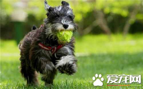 迷你雪纳瑞多大可以吃硬狗粮 三个月后开始吃