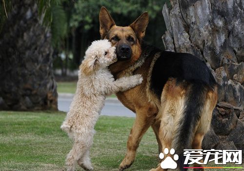四个月大的德国牧羊犬该怎么饲养 饲喂次数减到3次