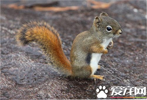 宠物松鼠臭吗 注意卫生其实宠物松鼠是不臭的