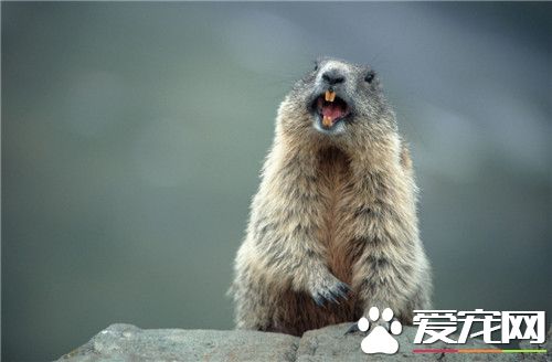 土拨鼠怎么样 是小型穴栖性啮齿目动物