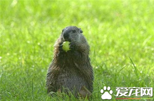 土拨鼠哪里有卖 宠物专卖店均可以买到