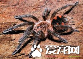 世界上最大的蜘蛛 亚马逊巨人食鸟蛛是最大蜘蛛