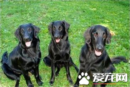 平毛寻回犬有金色的吗 没有金色的平毛寻回犬