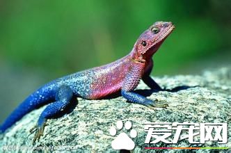 蜥蜴饲养方法 需要一个可以与外界隔绝的饲育环境