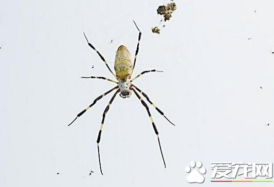 蜘蛛有多少只眼睛 蜘蛛的眼睛一共有八只