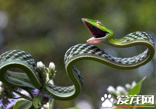 宠物蛇开食 第一次投喂最好选择晚上九点以后