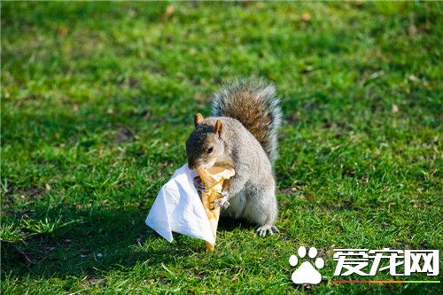 松鼠会不会游泳 宠物松鼠是会游泳的