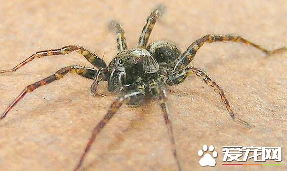 蜘蛛有触角吗 宠物蜘蛛是没有触须的