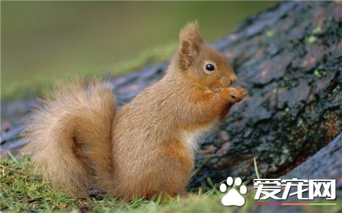 松鼠会不会游泳 宠物松鼠是会游泳的