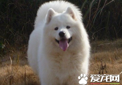 萨摩耶犬纯种多少钱 一般价格在1500到3000元