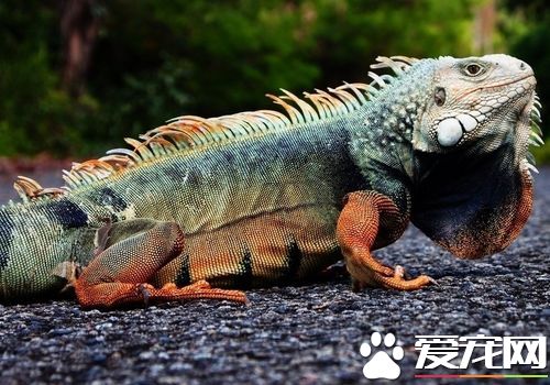 蜥蜴和壁虎的区别 最大的区别就是壁虎可以发声