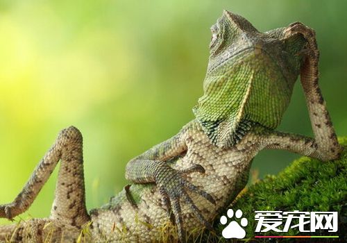 蜥蜴是什么颜色的 蜥蜴的颜色随生理行为变化