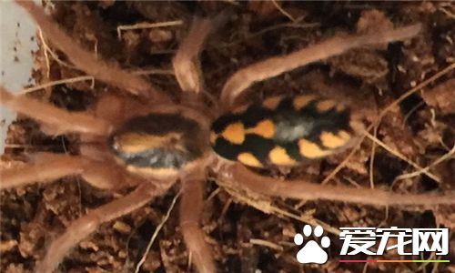 蜘蛛是害虫吗 蜘蛛不完完全全是害虫