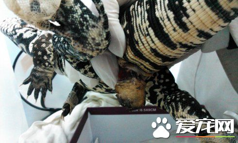 蜥蜴脱肛 可以用云南白药创可贴来治疗