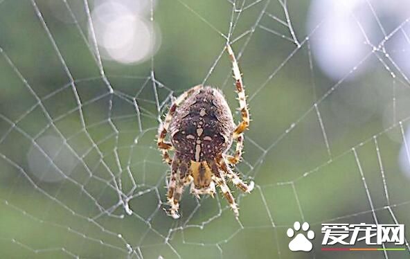 蜘蛛有多少只眼睛 蜘蛛的眼睛一共有八只