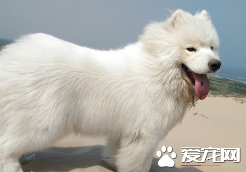 萨摩耶犬吃什么 萨摩耶喜欢狗粮和罐头
