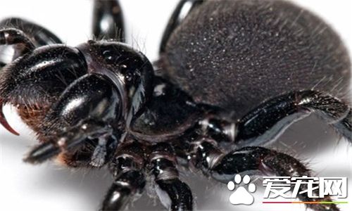 蜘蛛喜欢什么 蜘蛛喜欢生活在阴暗潮湿的地方