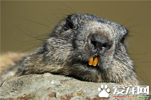 土拨鼠叫声 土拨鼠遇到危险会大叫作为警报