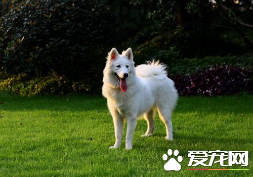 萨摩耶犬纯种多少钱 一般价格在1500到3000元