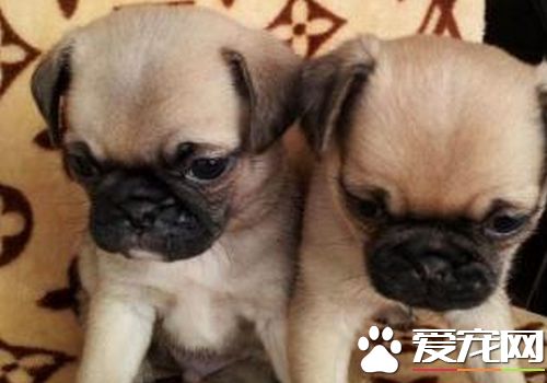 如何训练巴哥犬 不允许它做的事时就要惩罚它