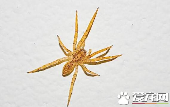 黑寡妇蜘蛛多少钱 一般报价在百元左右