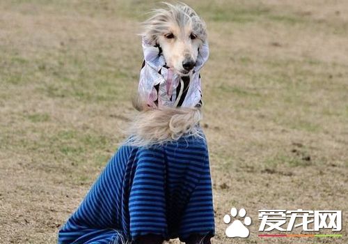 萨路基猎犬哪里有卖 城市里宠物店可以购买