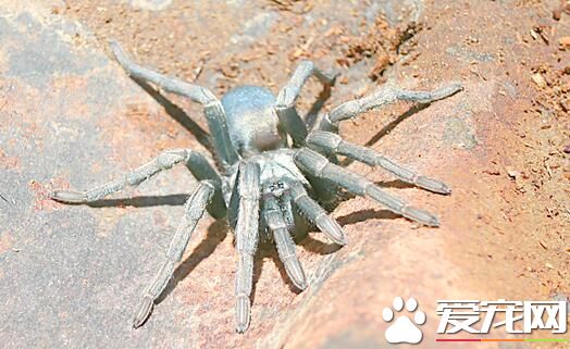 黑寡妇蜘蛛多少钱 一般报价在百元左右