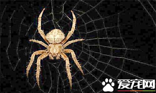 高脚蜘蛛有没有毒 高脚蜘蛛有一定的毒性
