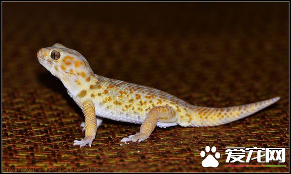 蜥蜴蛋怎么孵化 把蛋放在恒温的沙土中