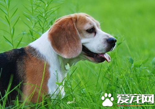 如何训练比格犬狩猎 可以使用美食去引诱