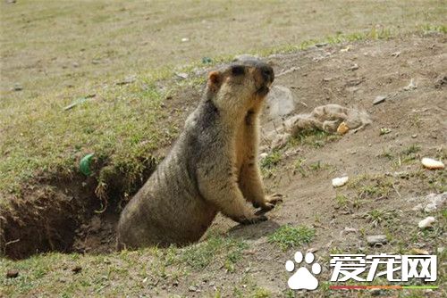 土拨鼠多少钱一只 普通土拨鼠价格70到80元