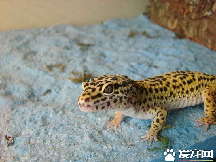 豹纹守宫蜥蜴价格 市场价格在300元左右