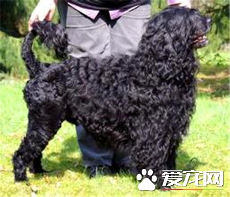 葡萄牙水犬哪里有卖 可以通过网上选择购买