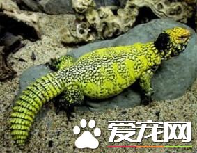 变色蜥蜴多少钱一只 一般二三百到两千不等