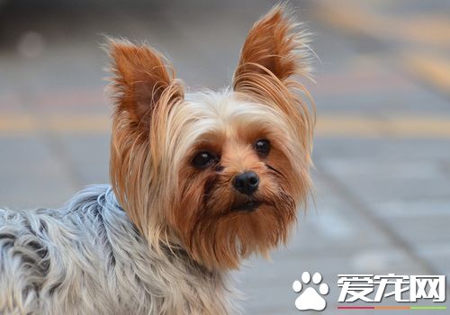 丝毛梗寿命 丝毛梗的平均寿命在12到15岁