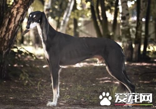 萨路基和惠比特哪个好 都是很不错的宠物犬