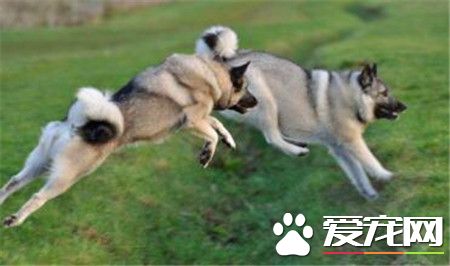 挪威猎麋犬价格 价格一般在1000到5000元左右