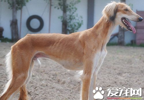 萨路基犬的特长 萨路基犬具有优秀的狩猎能力